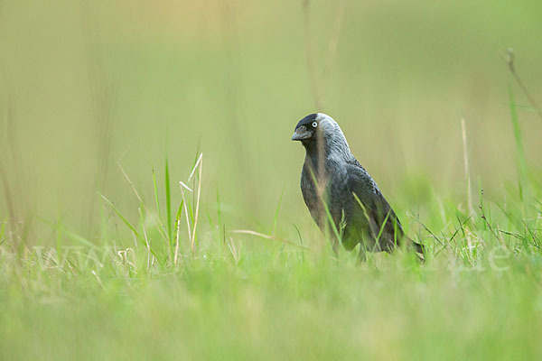 Dohle (Corvus monedula)