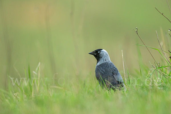 Dohle (Corvus monedula)