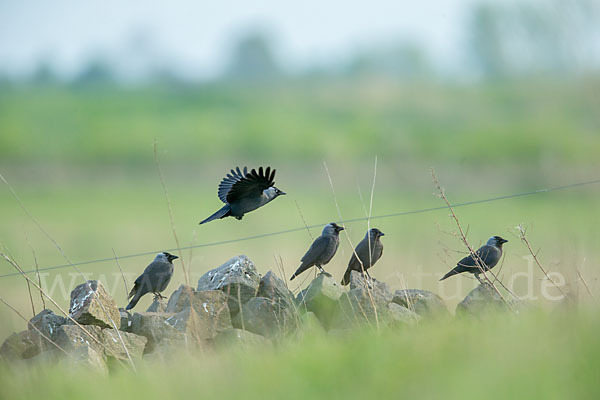 Dohle (Corvus monedula)