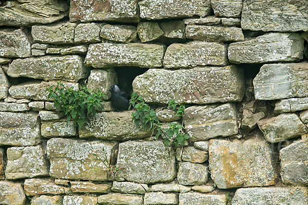 Dohle (Corvus monedula)