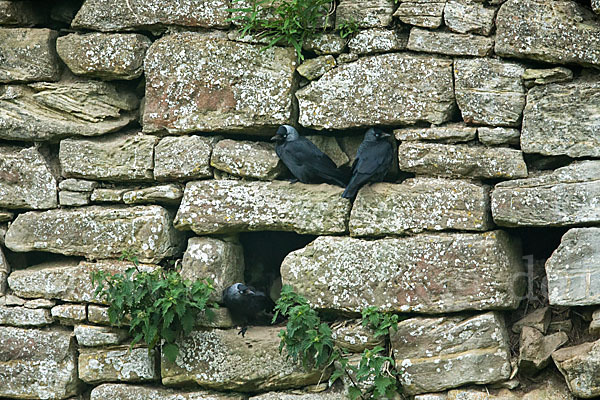 Dohle (Corvus monedula)