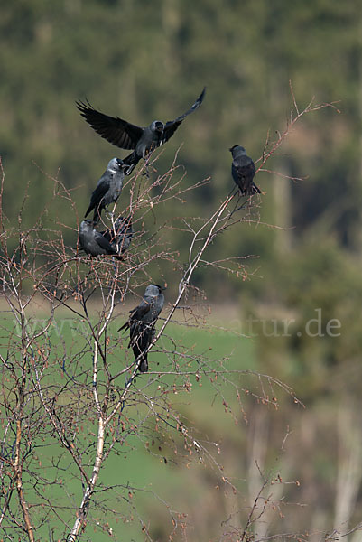 Dohle (Corvus monedula)