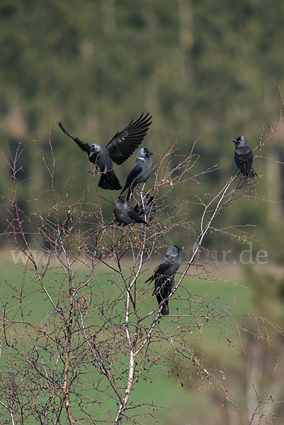 Dohle (Corvus monedula)