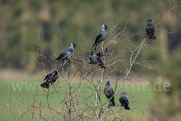 Dohle (Corvus monedula)