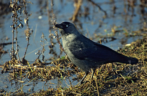 Dohle (Corvus monedula)