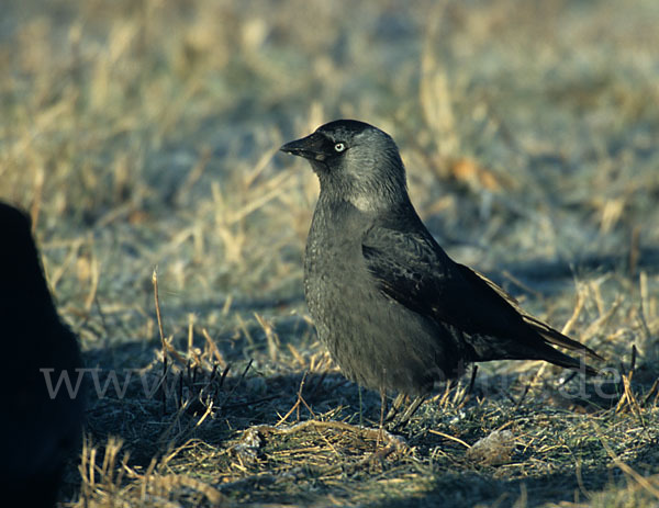 Dohle (Corvus monedula)