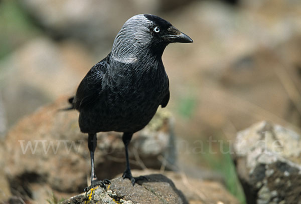 Dohle (Corvus monedula)