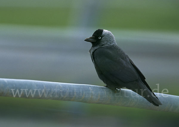 Dohle (Corvus monedula)