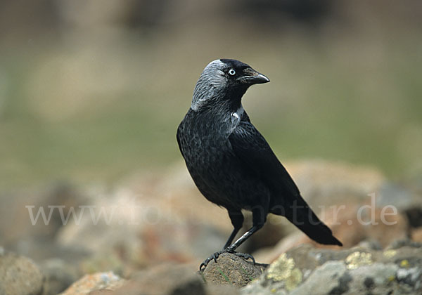 Dohle (Corvus monedula)