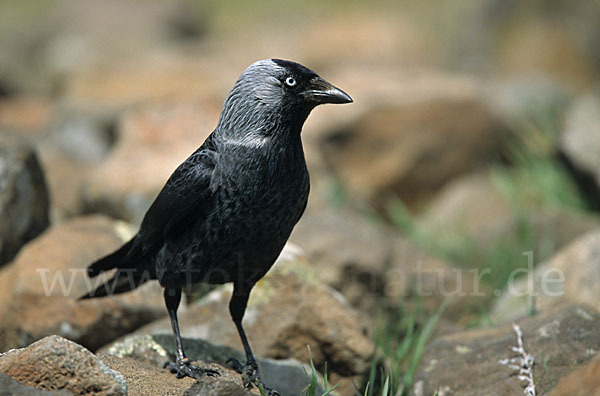 Dohle (Corvus monedula)