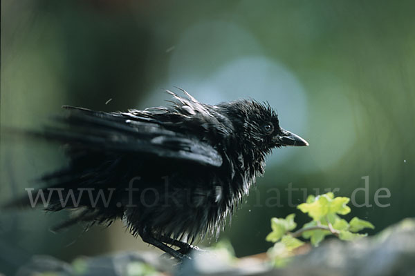 Dohle (Corvus monedula)