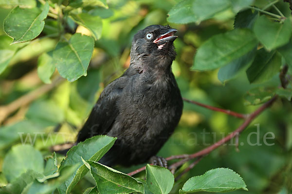 Dohle (Corvus monedula)