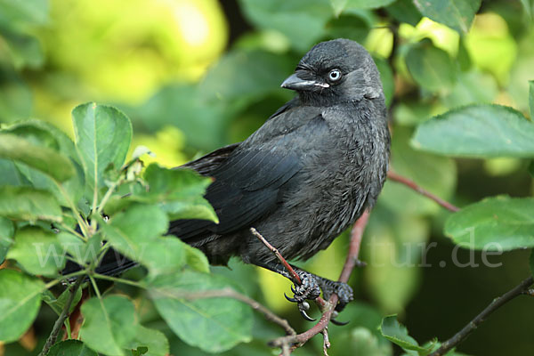 Dohle (Corvus monedula)