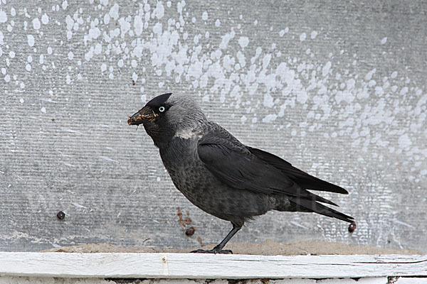 Dohle (Corvus monedula)