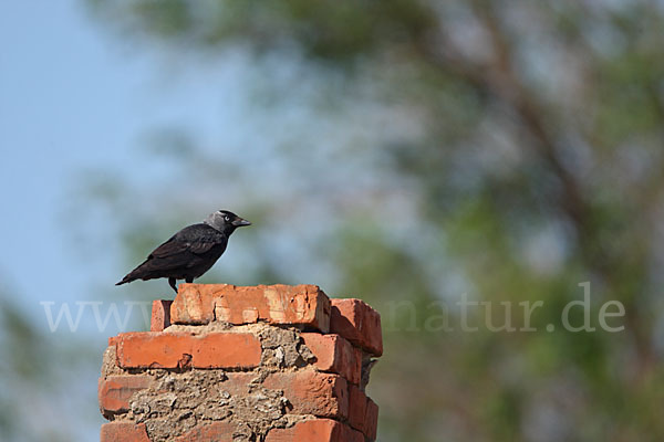 Dohle (Corvus monedula)