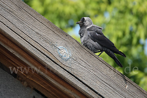 Dohle (Corvus monedula)