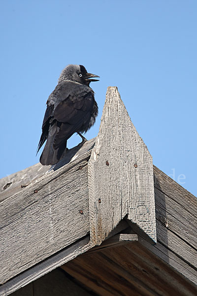 Dohle (Corvus monedula)