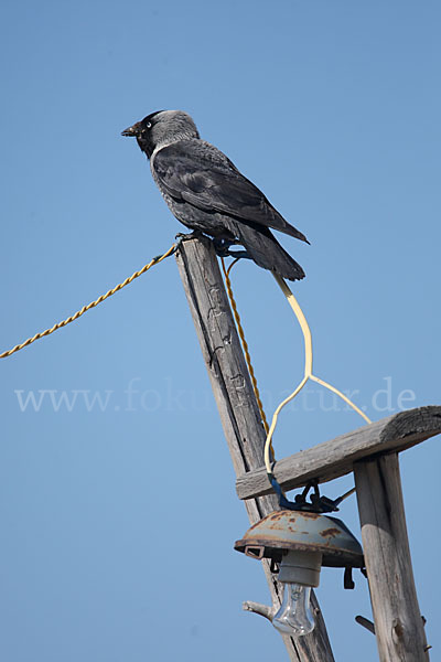 Dohle (Corvus monedula)