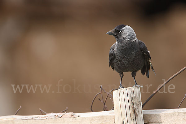 Dohle (Corvus monedula)