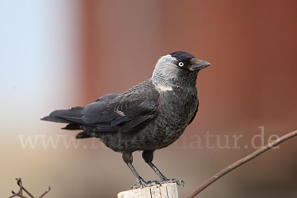 Dohle (Corvus monedula)