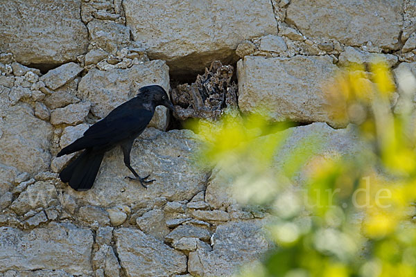 Dohle (Corvus monedula)