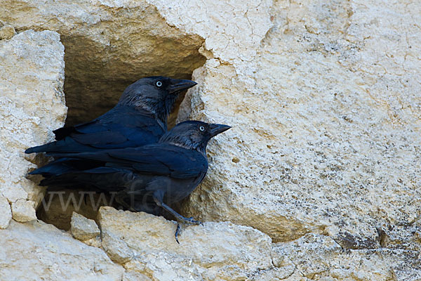 Dohle (Corvus monedula)