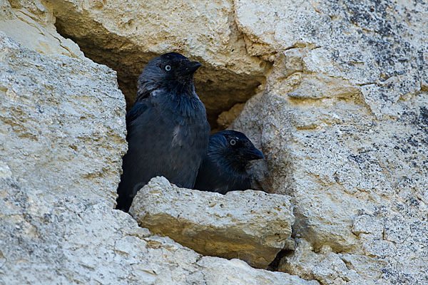 Dohle (Corvus monedula)