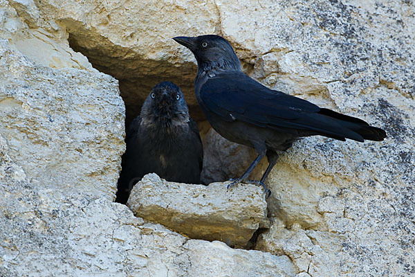 Dohle (Corvus monedula)