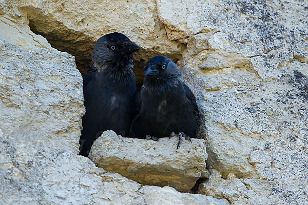 Dohle (Corvus monedula)