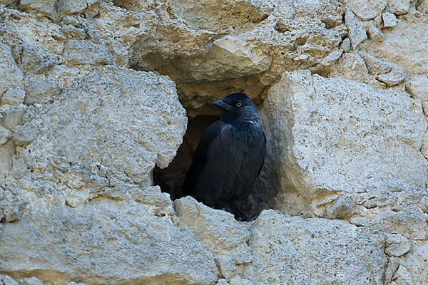 Dohle (Corvus monedula)