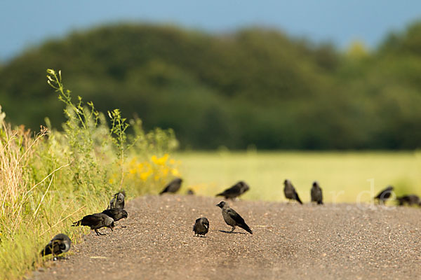 Dohle (Corvus monedula)