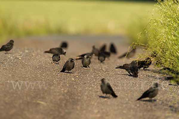 Dohle (Corvus monedula)