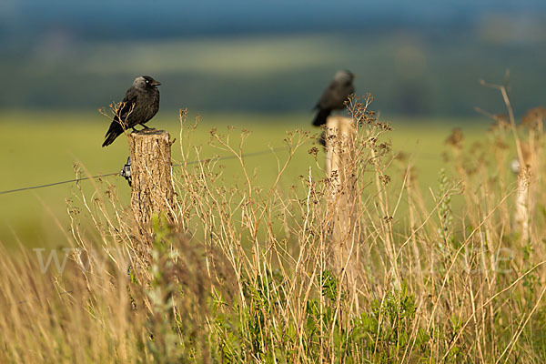 Dohle (Corvus monedula)