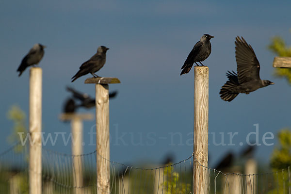 Dohle (Corvus monedula)