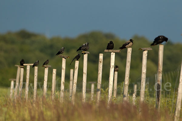 Dohle (Corvus monedula)