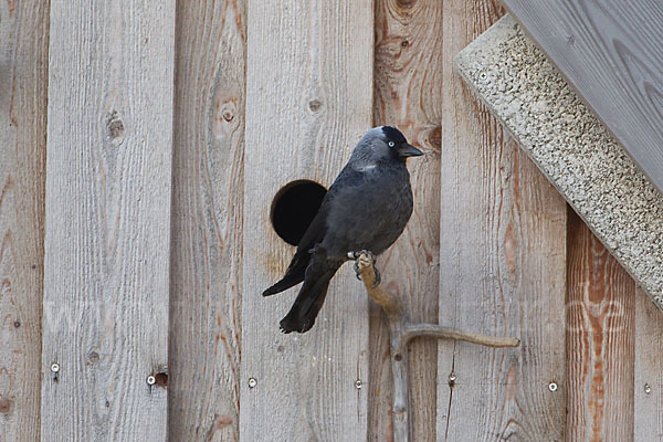 Dohle (Corvus monedula)