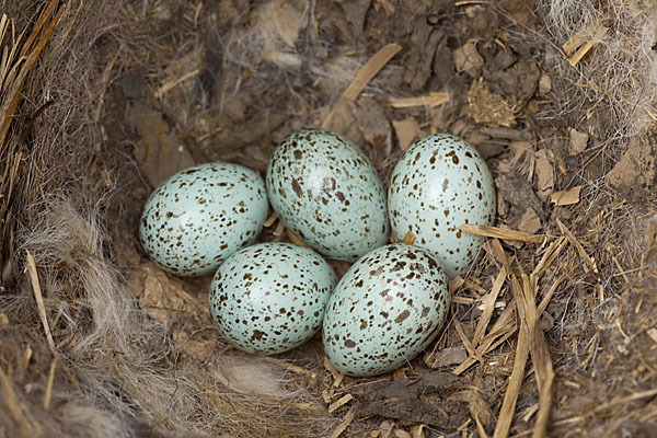 Dohle (Corvus monedula)