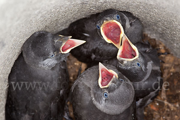 Dohle (Corvus monedula)