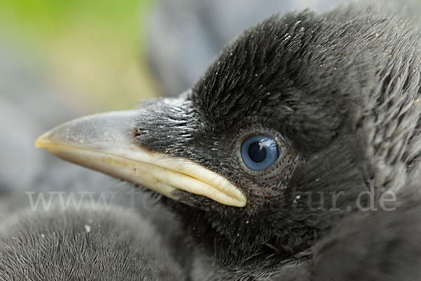 Dohle (Corvus monedula)