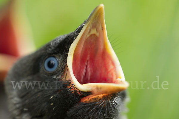 Dohle (Corvus monedula)