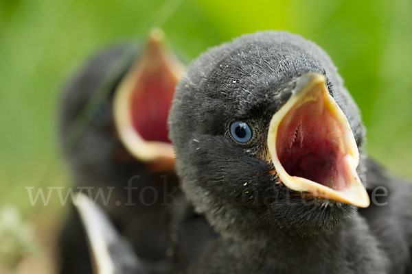 Dohle (Corvus monedula)