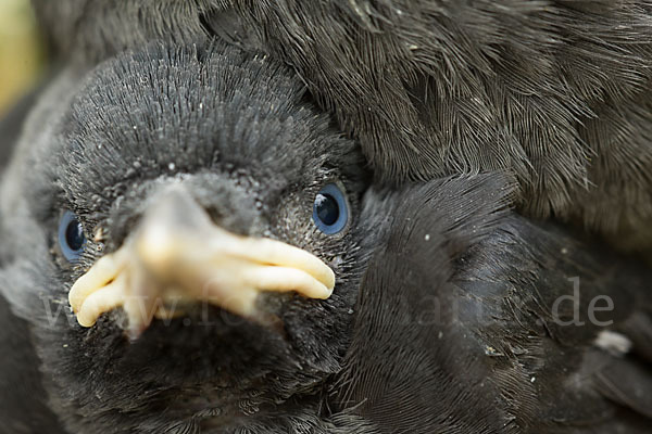 Dohle (Corvus monedula)