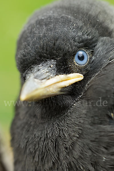 Dohle (Corvus monedula)