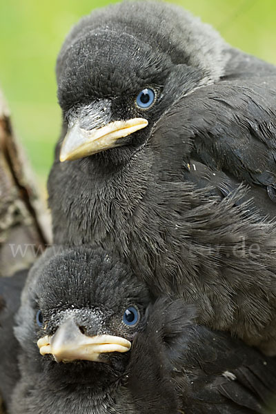 Dohle (Corvus monedula)