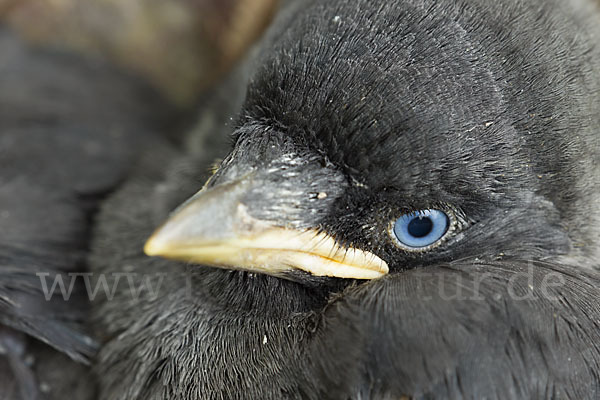 Dohle (Corvus monedula)