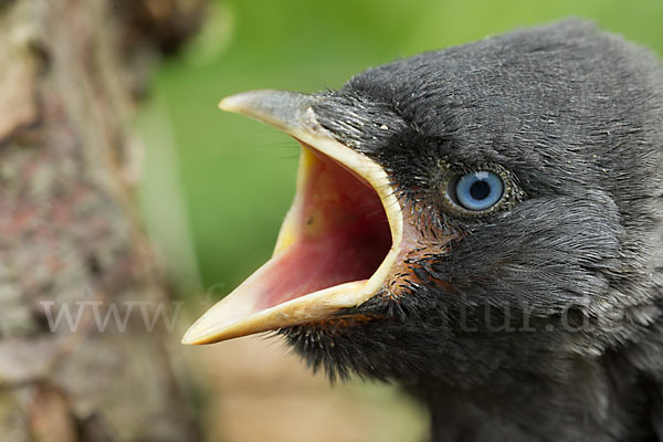 Dohle (Corvus monedula)