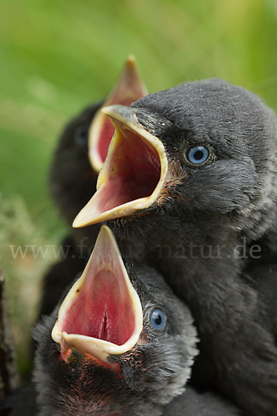 Dohle (Corvus monedula)