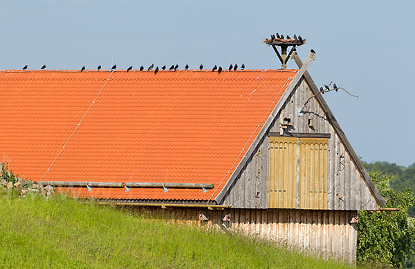 Dohle (Corvus monedula)