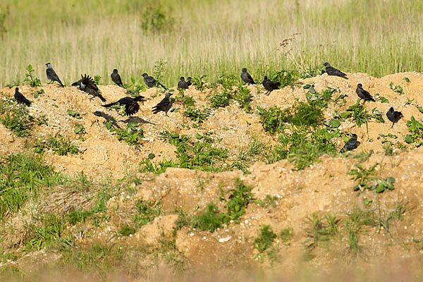 Dohle (Corvus monedula)