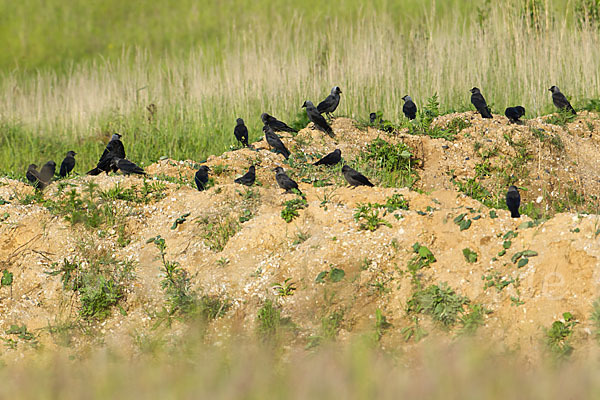 Dohle (Corvus monedula)